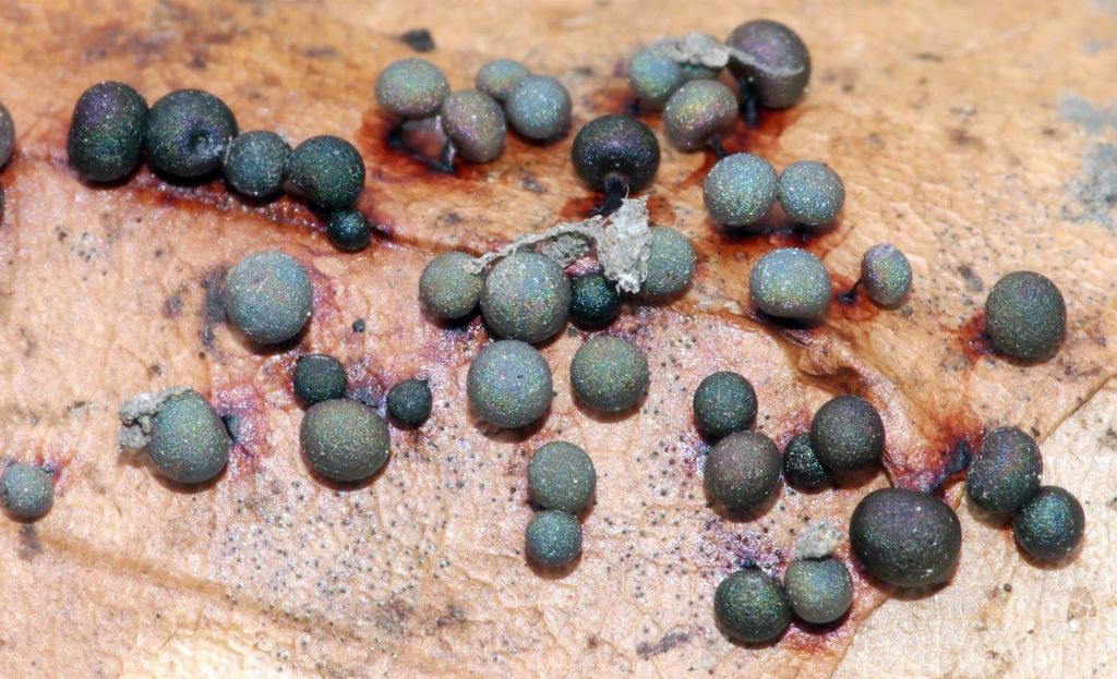 Lamproderma cristatum